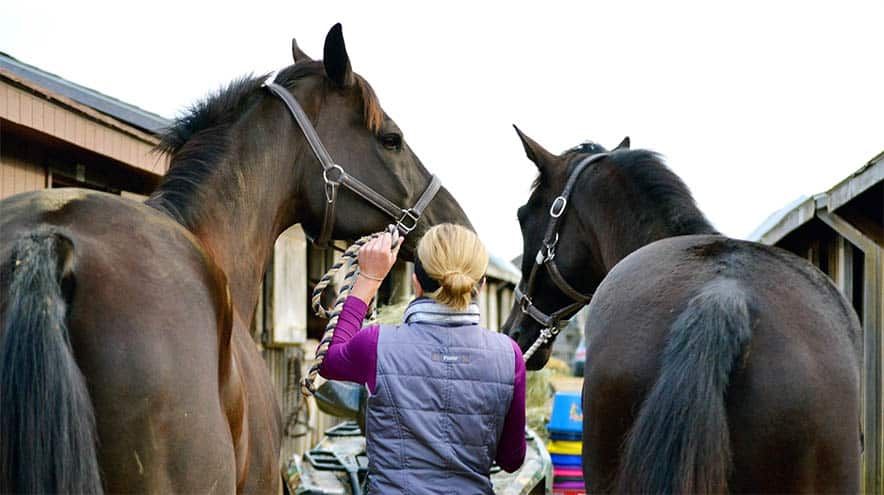 Woman with Horses