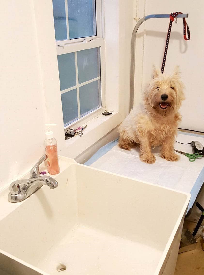 Dog at Groomer