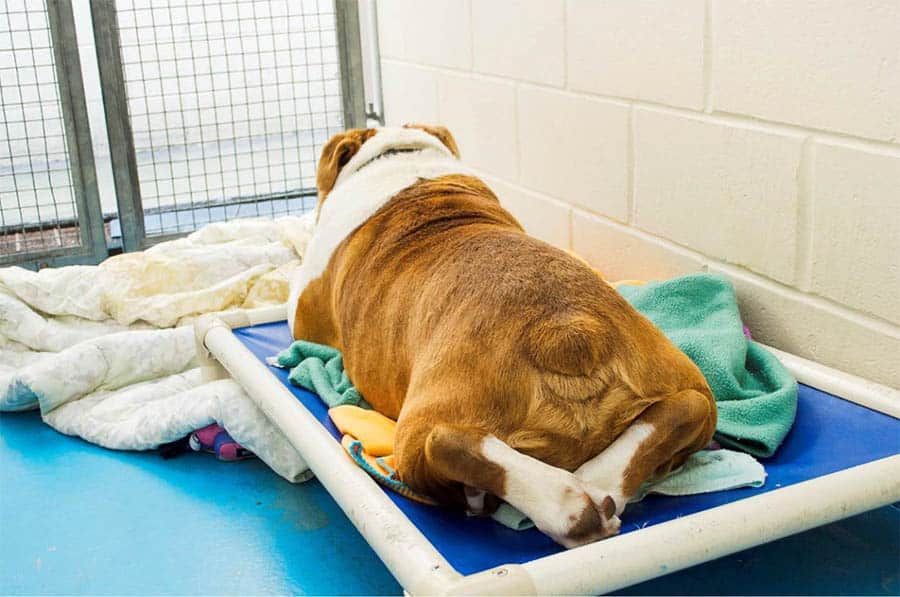 Dog on Dog Bed