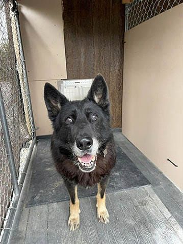 Dog in Kennel