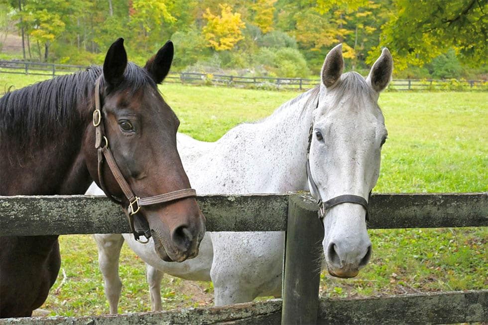 horses